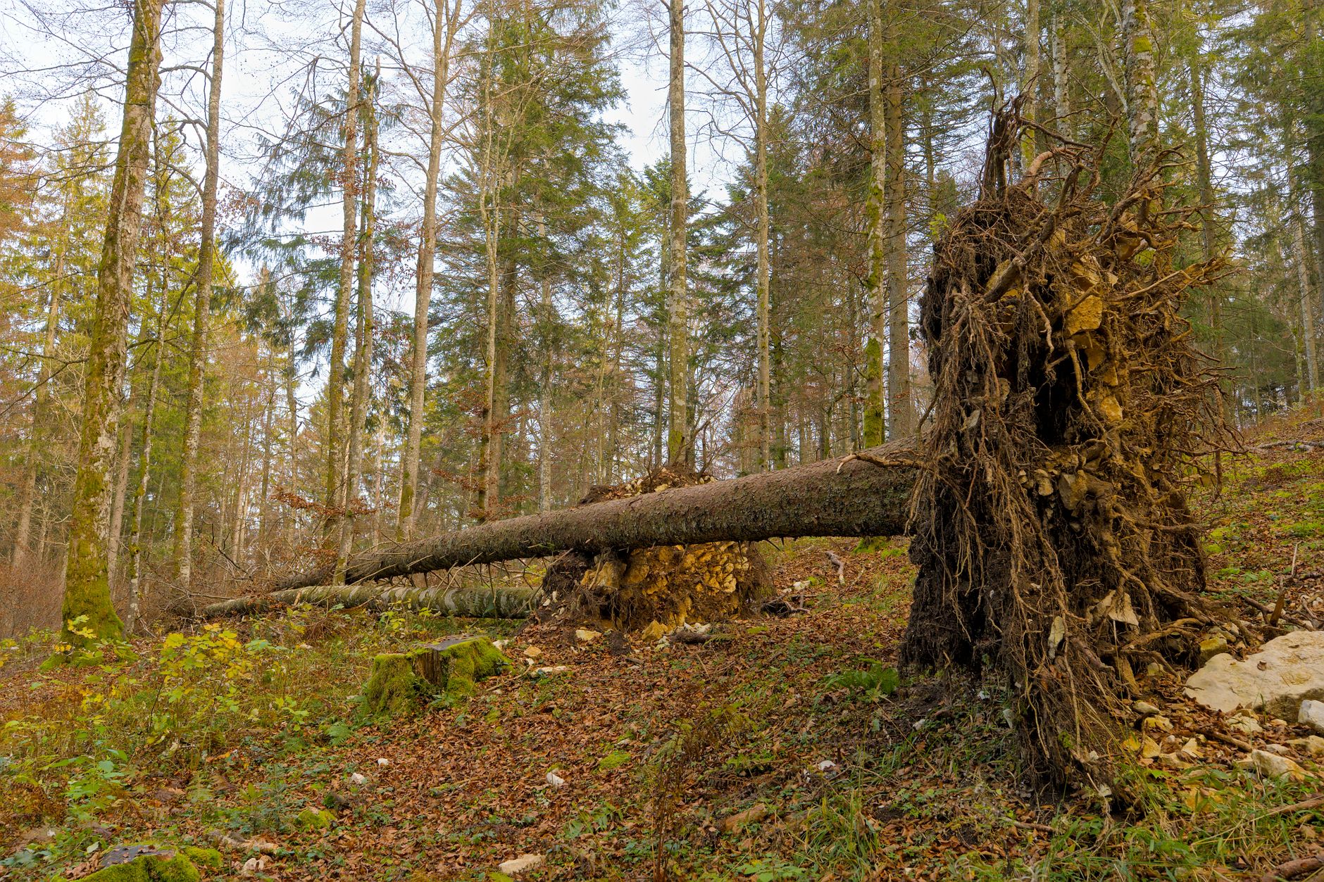 Enlèvement arbre urgence équipe à Villeneuve-sur-Lot